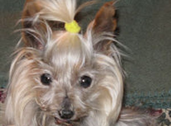 Breeder Release Adoption Service