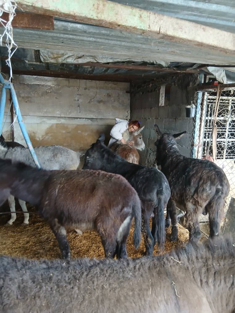 SARA (Syrian Association for rescuing animals)