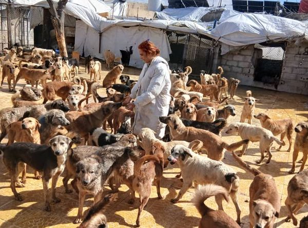 SARA (Syrian Association for rescuing animals)