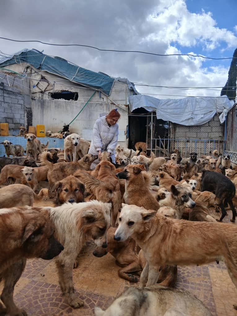 SARA (Syrian Association for rescuing animals)
