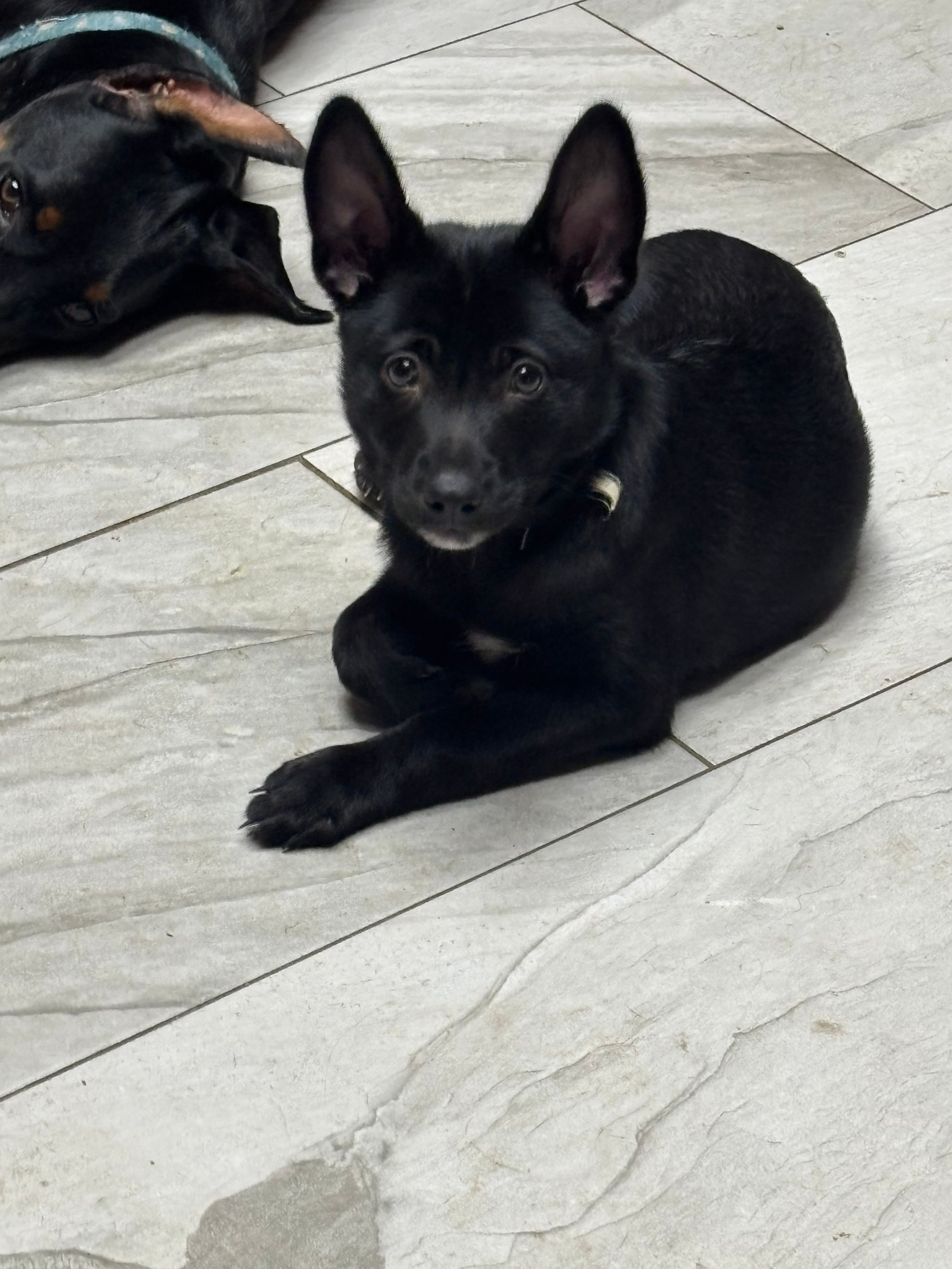 Sit Happens Rescue