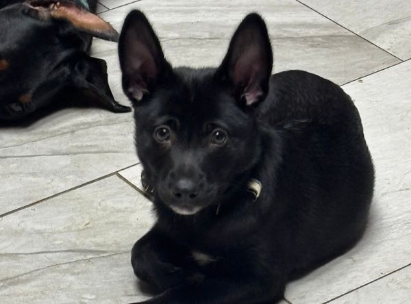 Sit Happens Rescue