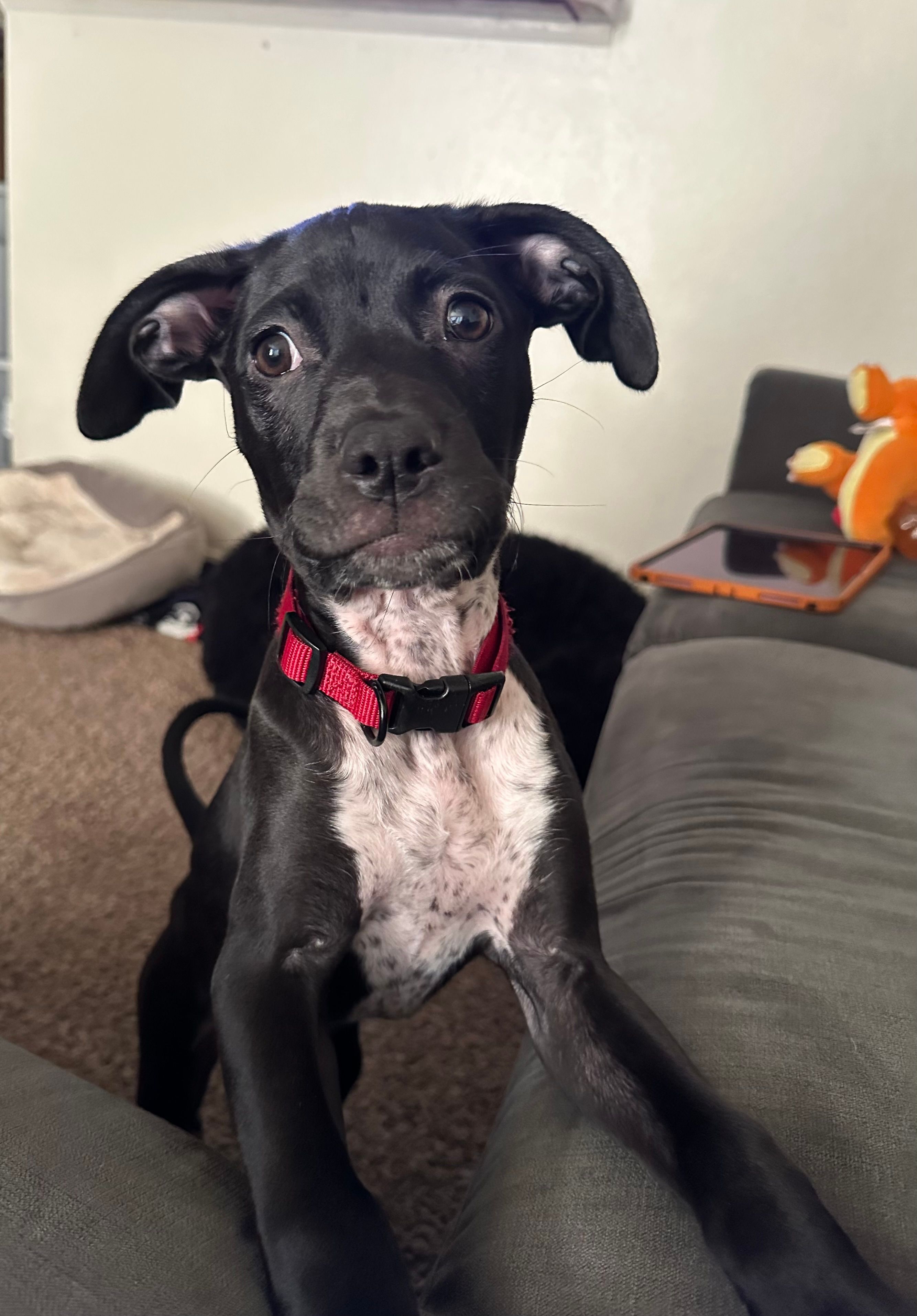 Sit Happens Rescue