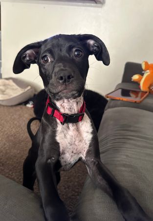 Sit Happens Rescue
