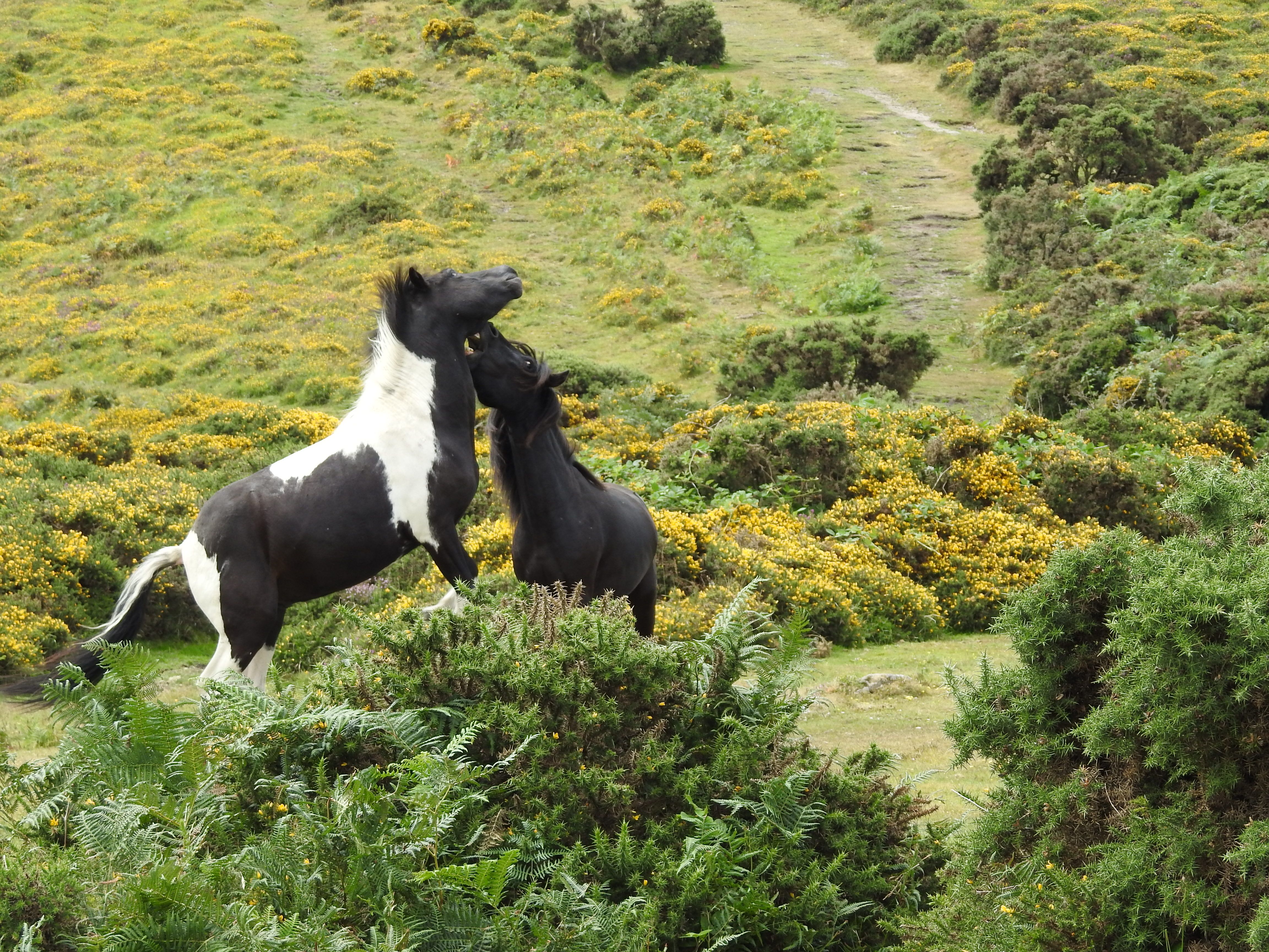Friends of the Dartmoor Hill Pony