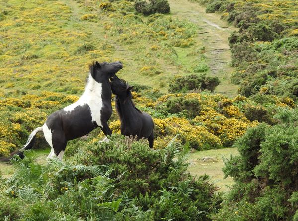 Friends of the Dartmoor Hill Pony