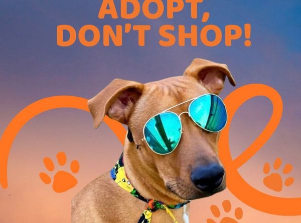 W.I.S.H rescue