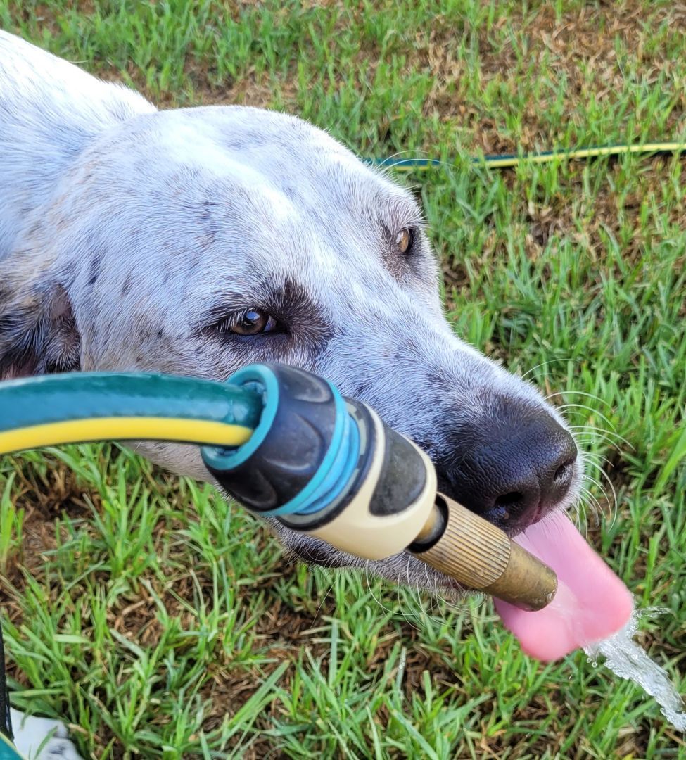 W.I.S.H rescue