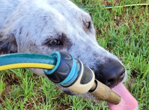 W.I.S.H rescue