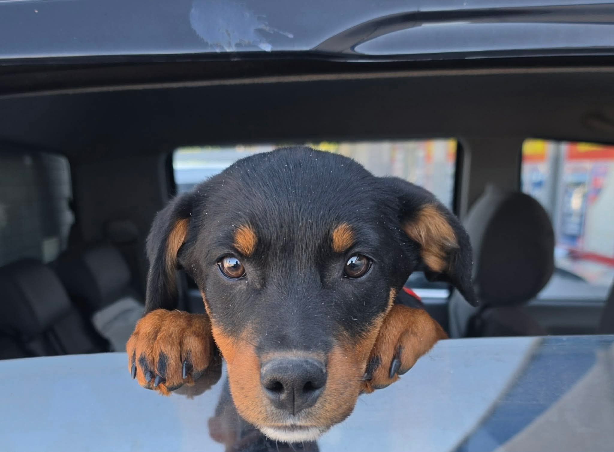 W.I.S.H rescue