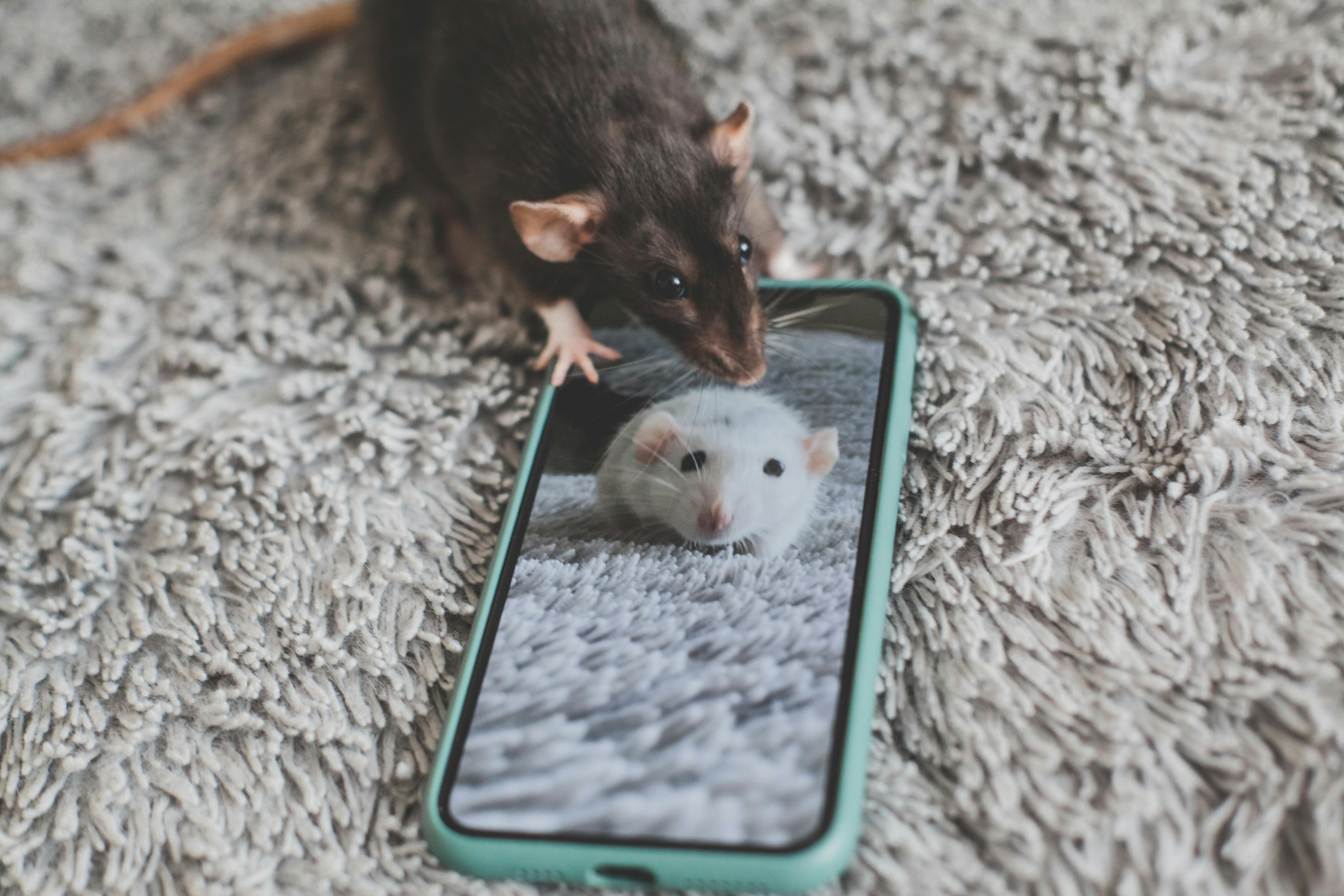 Signs You Need Professional Pest Control in Your Home Before the Problem Gets Worse