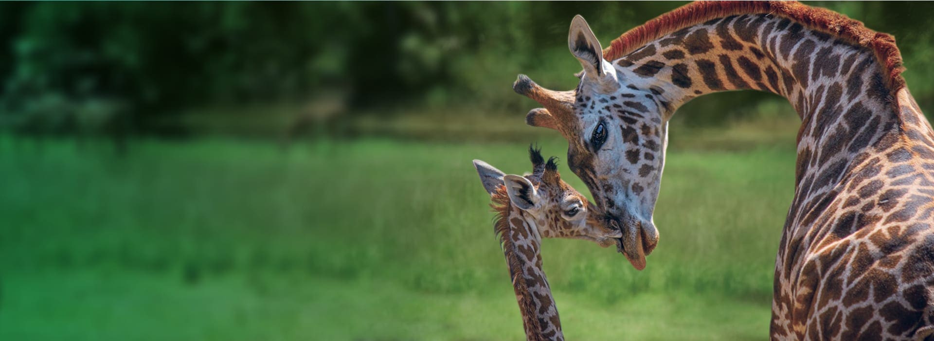 Brevard Zoo / East Coast Zoological Society