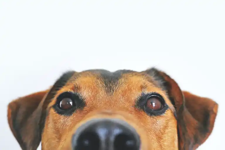 Arizona's Pet Stylist