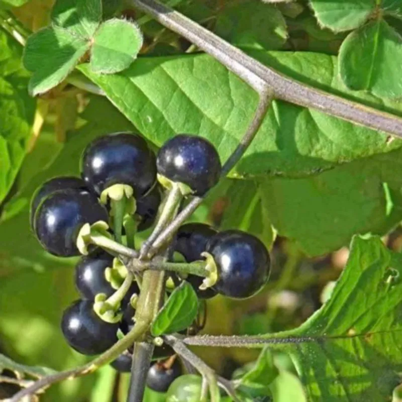 Huckleberry Melomel image