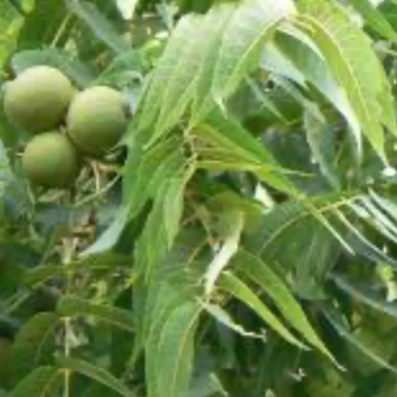 Walnut Leaf Mead image