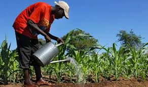 SCIDIE AWARDS du Meilleur Entrepreneur ou entreprise agricole d'Afrique 