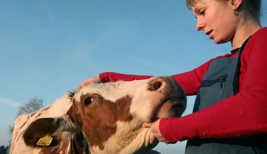 Landwirt/in EFZ Rindviehhaltung