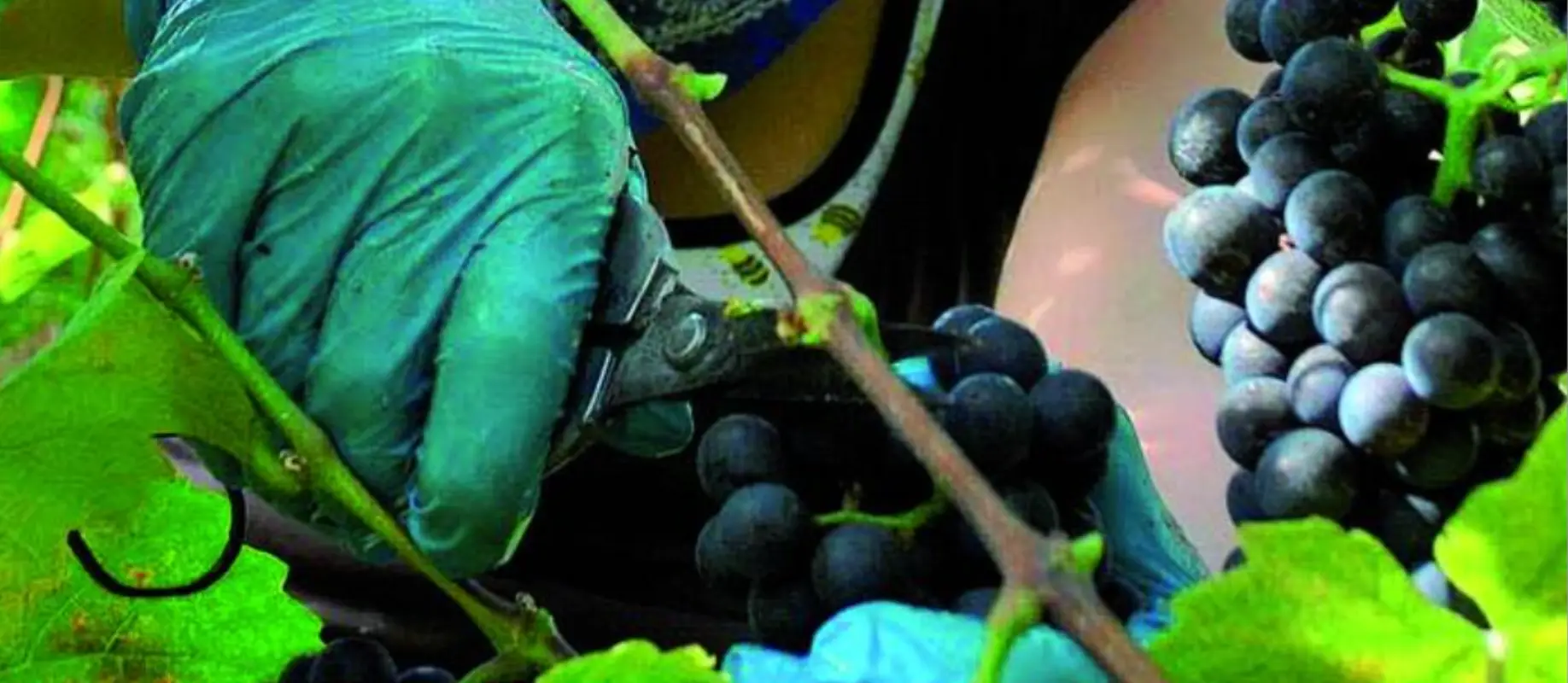 Viticulteur/trice CFC