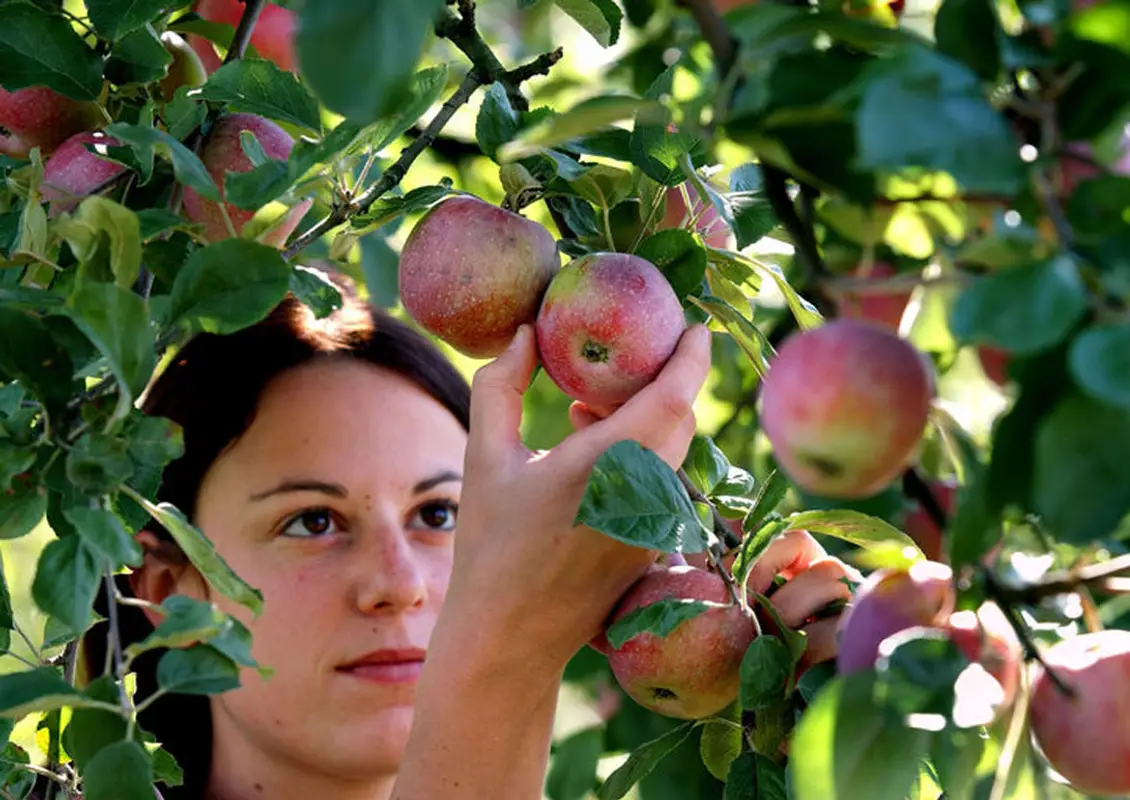 Obstfachmann/-frau EFZ