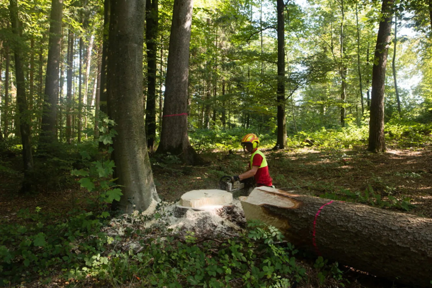 Forestier/ière-bûcheron/ne CFC