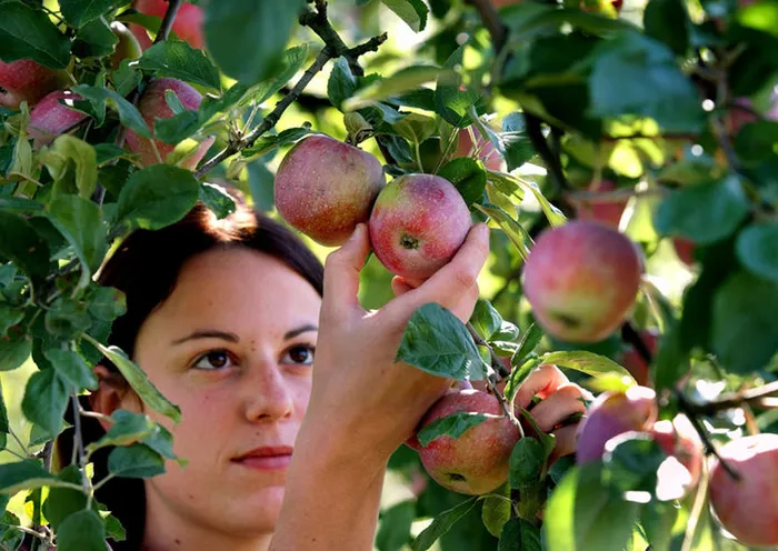 Obstfachmann/-frau EFZ