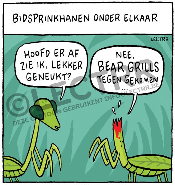 Bear Grills