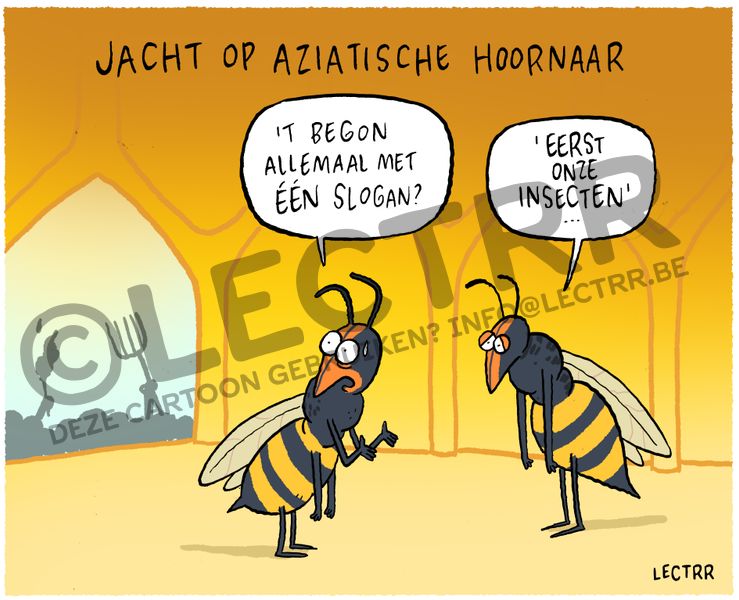 Aziatische hoornaar