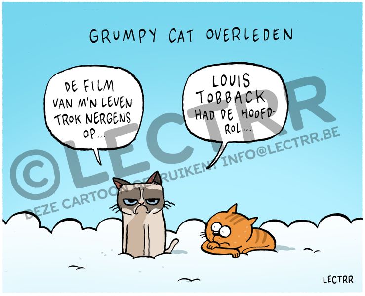 Grumpy Cat